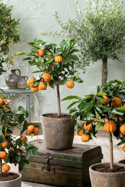 Orangenbaum / Citrus Sinensis Ministamm