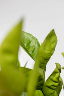 Orangenbaum / Citrus Sinensis auf Stamm