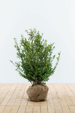 Japanische Stechpalme Ilex crenata Caroline Upright Hecke 60-80 Topf Japanische Stechpalme / Ilex Crenata Caroline Upright 60-80 cm