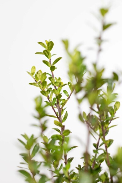 Japanische Stechpalme Ilex crenata Caroline Upright Hecke 60-80 Topf Japanische Stechpalme / Ilex Crenata Caroline Upright 60-80 cm