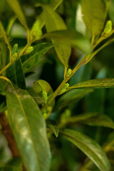 Kirschlorbeer / Prunus Laurocerasus Herbergii