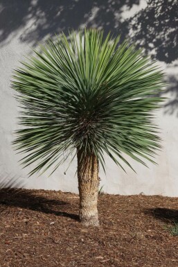 Palmlilien / Yucca Rostrata auf Stamm