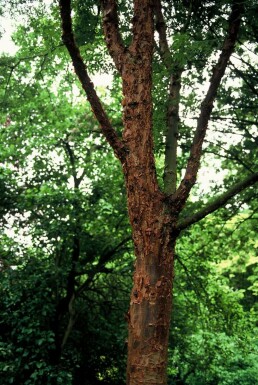 Acer griseum