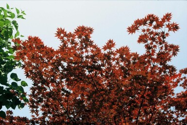 Acer palmatum 'Atropurpureum'