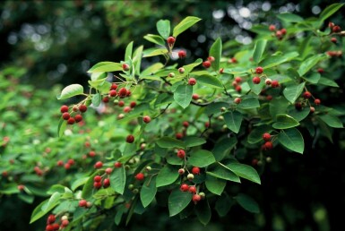 Amelanchier lamarckii