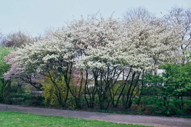 Amelanchier lamarckii