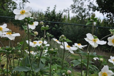 Anemone hybrida 'Honorine Jobert'