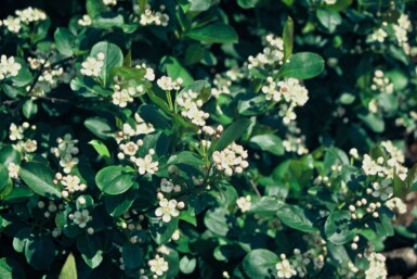 Aronia melanocarpa