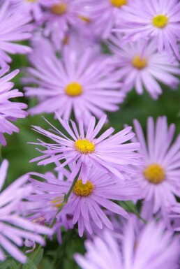 Sommer-Aster Aster frikartii 'Mönch' 5-10 Topf 9x9 cm (P9)