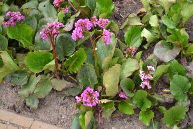 Bergenia cordifolia