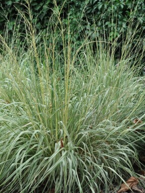 Calamagrostis acutiflora 'Overdam'