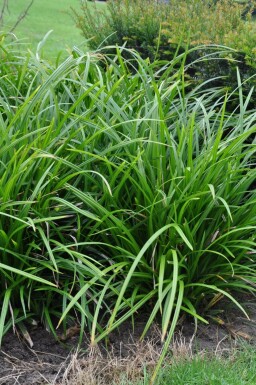 Carex foliosissima 'Irish Green'