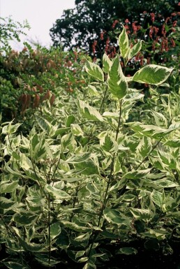 Cornus alba 'Elegantissima'