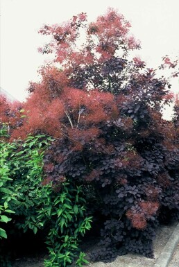 Cotinus coggygria 'Royal Purple'