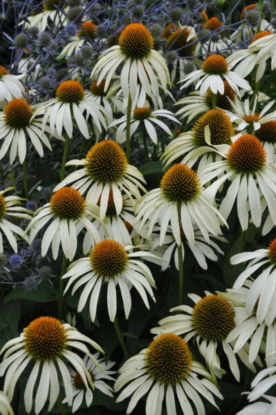 Echinacea purpurea 'Alba'