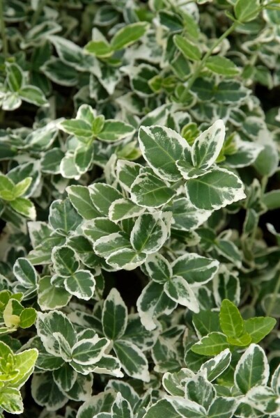 Euonymus fortunei 'Emerald Gaiety'