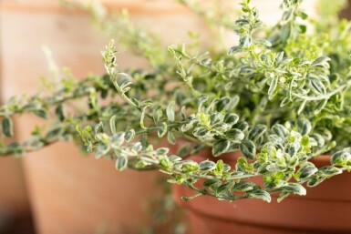 Euonymus fortunei 'Silver Carpet'