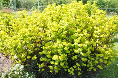 Euphorbia amygdaloides 'Purpurea'