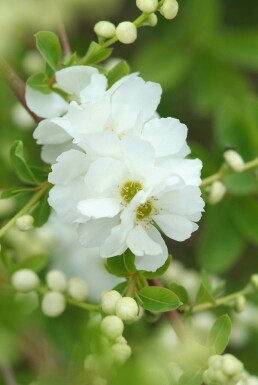 Exochorda macrantha 'The Bride'