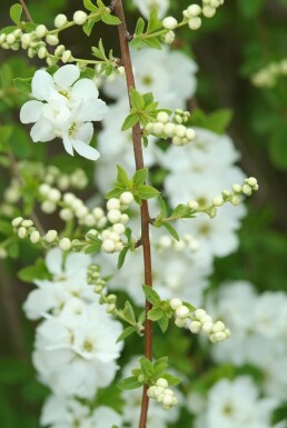 Exochorda macrantha 'The Bride'