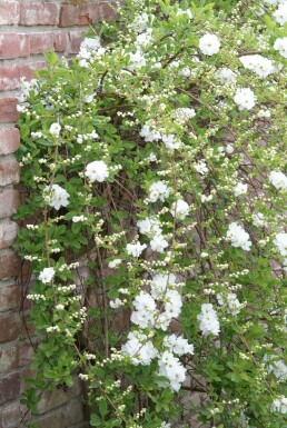 Exochorda macrantha 'The Bride'