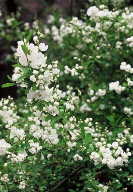 Exochorda macrantha 'The Bride'