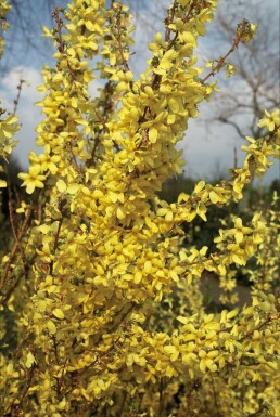 Forsythia intermedia 'Weekend'