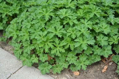 Geranium 'Johnson's Blue'