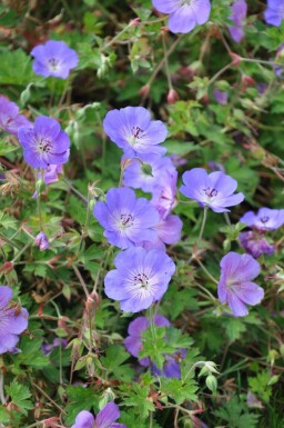 Geranium 'Rozanne'