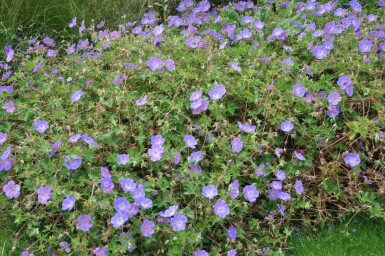 Geranium 'Rozanne'