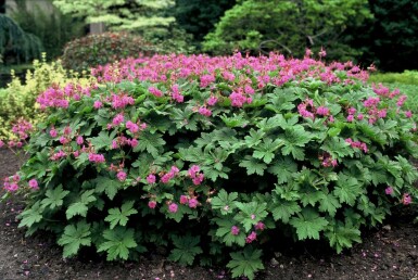 Geranium macrorrhizum