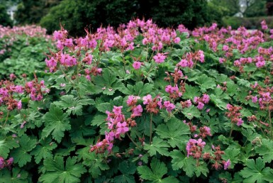 Geranium macrorrhizum