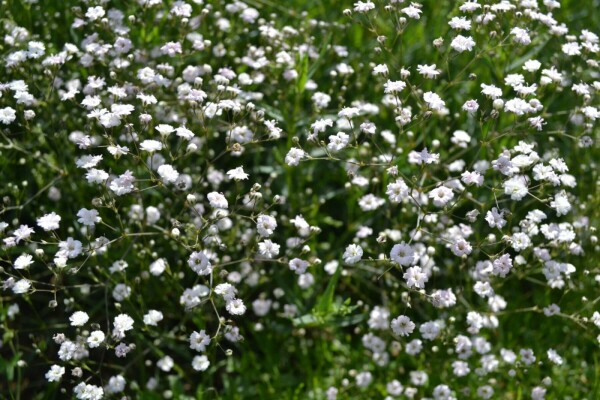 Gypsophila paniculata 'Rosenschleier'