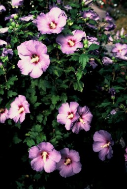 Hibiscus syriacus 'Oiseau Bleu'