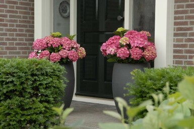 Hydrangea macrophylla 'Forever & Ever® Red'