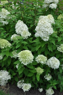 Hydrangea paniculata 'Limelight'