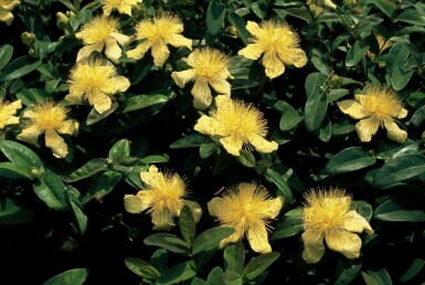 Hypericum calycinum