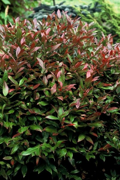 Leucothoe 'Zeblid'