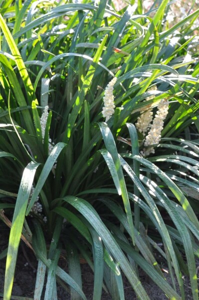 Liriope muscari 'Monroe White'