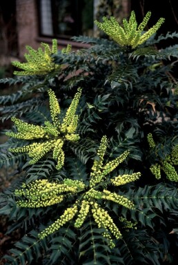 Mahonia media 'Winter Sun'