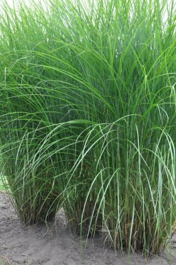 Miscanthus sinensis 'Gracillimus'