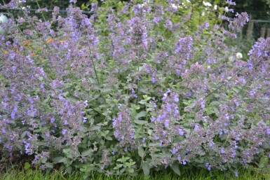 Nepeta faassenii 'Six Hills Giant'