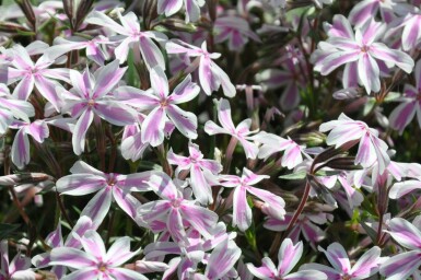 Phlox subulata 'Candy Stripes'