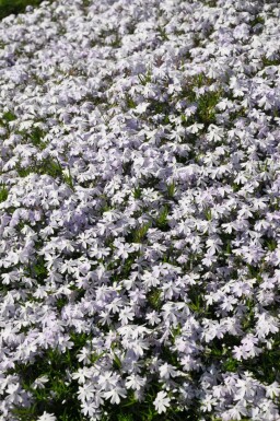 Phlox subulata 'Emerald Cushion Blue'