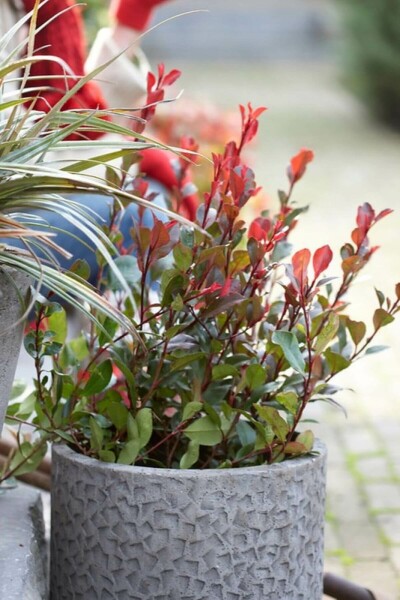 Photinia fraseri 'Little Red Robin'