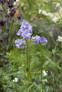 Polemonium caeruleum