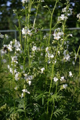 Polemonium caeruleum 'Album'