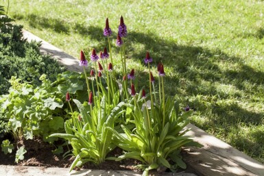 Primula vialii