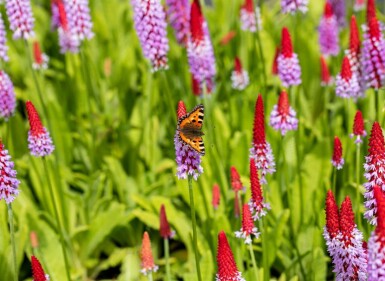 Primula vialii