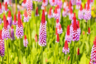 Primula vialii